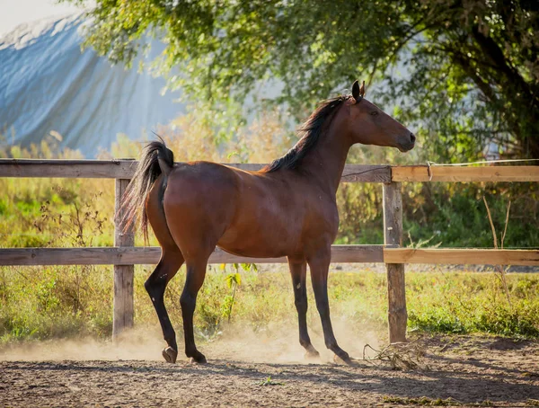 Un hermoso caballo de la bahía corre libre —  Fotos de Stock