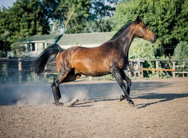 Красива затока коня біжить безкоштовно — стокове фото
