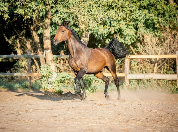 Un hermoso caballo de la bahía corre libre —  Fotos de Stock