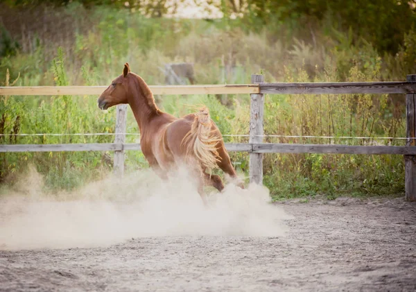 Hermoso caballo rojo corre libremente al atardecer —  Fotos de Stock