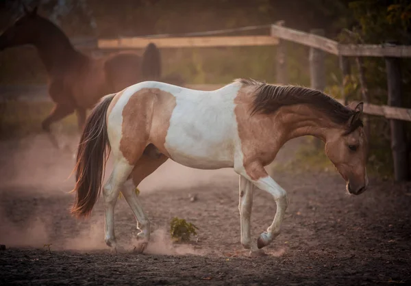 Peggy caballo maravillosamente corre en libertad al atardecer —  Fotos de Stock