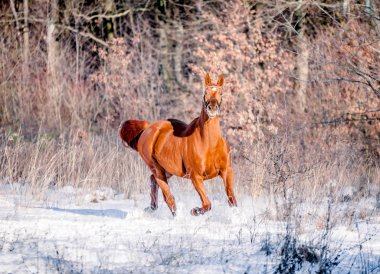 Ücretsiz güzel at kar ve güneş kışın sahiptir