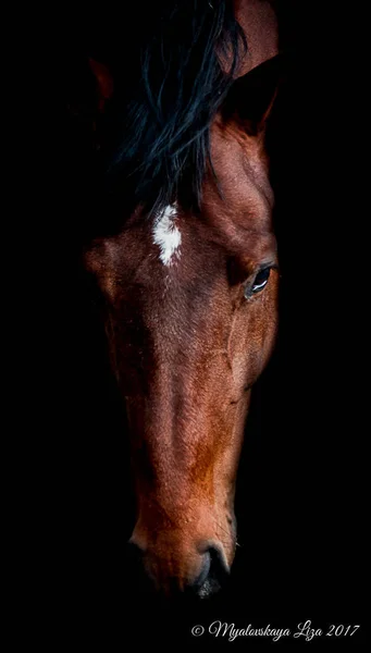 Bella baia cavallo su uno sfondo nero — Foto Stock