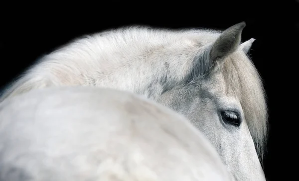 Hermoso caballo blanco sobre un fondo negro — Foto de Stock