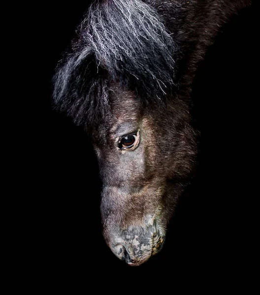 黒の背景に美しいポニー馬 — ストック写真