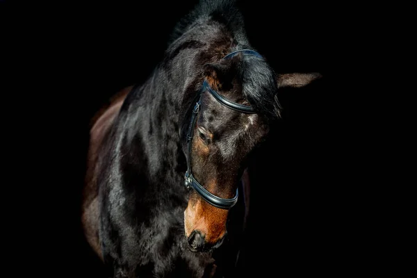 Beau cheval de baie sur fond noir — Photo