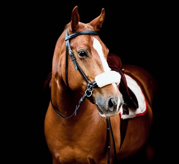 Beau cheval rouge sur fond noir — Photo