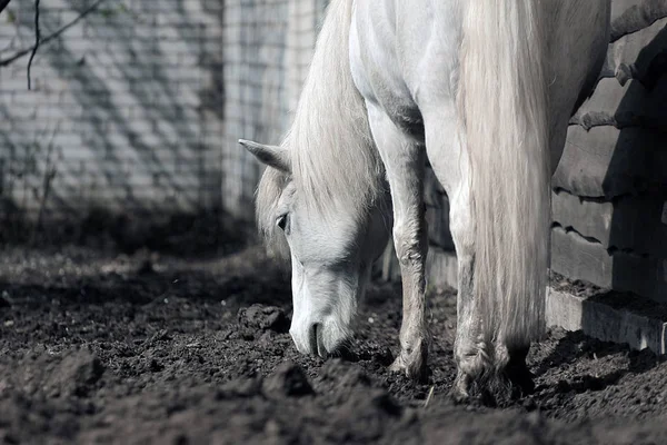 Красивий білий кінь насолоджується весняним сонцем — стокове фото