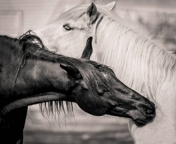 Czarno-biały. Yin i yang. Szefowie koni są tkane w czułości — Zdjęcie stockowe