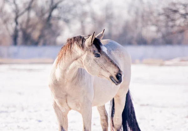 Szabad gyönyörű ló élvezi a hó és nap télen — Stock Fotó