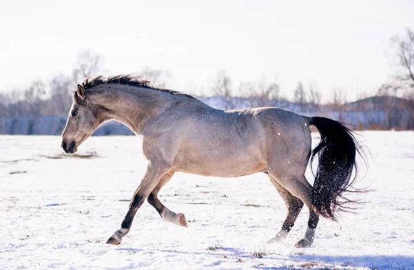 Вільний красивий кінь насолоджується снігом і сонцем взимку — стокове фото
