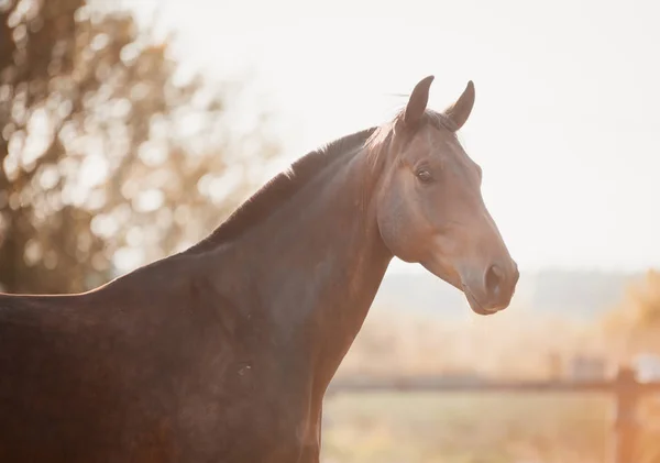 Гарний кінь насолоджується свободою на заході сонця восени — стокове фото