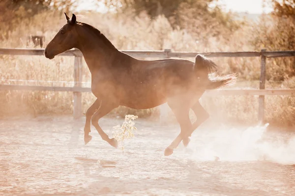 Гарний кінь насолоджується свободою на заході сонця восени — стокове фото
