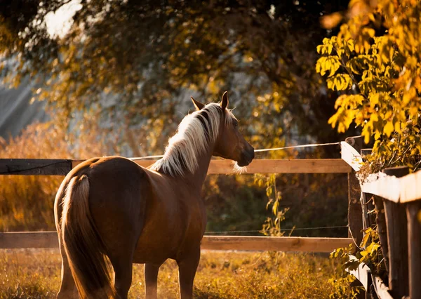Een mooi paard geniet van vrijheid bij zonsondergang in de herfst — Stockfoto