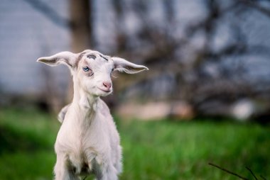 Portre için poz mavi gözlü güzel küçük keçi