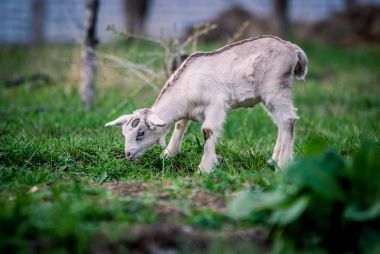 Portre için poz mavi gözlü güzel küçük keçi