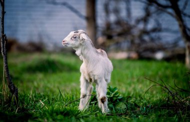 Portre için poz mavi gözlü güzel küçük keçi