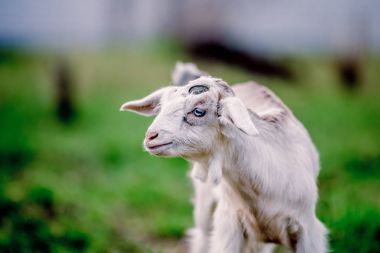 Portre için poz mavi gözlü güzel küçük keçi