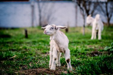 Portre için poz mavi gözlü güzel küçük keçi