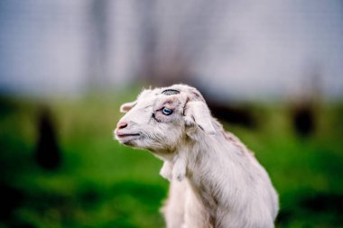 Portre için poz mavi gözlü güzel küçük keçi