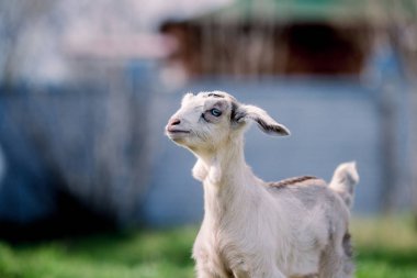 Portre için poz mavi gözlü güzel küçük keçi