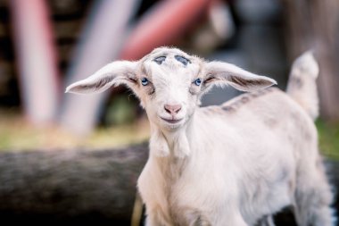 Portre için poz mavi gözlü güzel küçük keçi