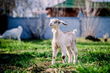 Portre için poz mavi gözlü güzel küçük keçi