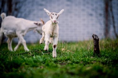  Çimenlerin üzerinde spor mavi gözlü güzel küçük keçi