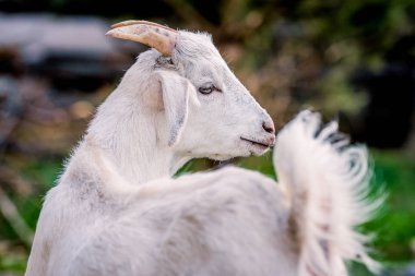 Portre için poz güzel küçük keçi