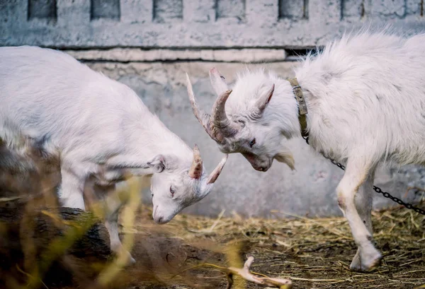 Keçi bir boynuz yardımıyla ilişki bulmak
