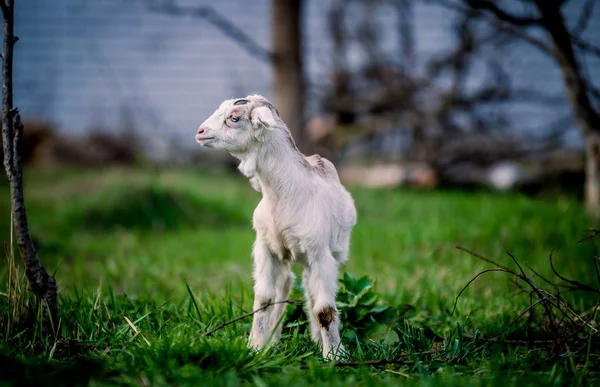 Portre için poz mavi gözlü güzel küçük keçi