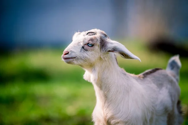 Schöne kleine Ziege mit blauen Augen posiert für Porträt — Stockfoto