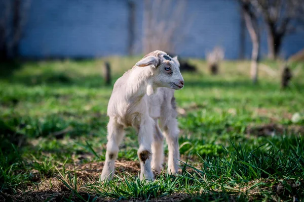 Portre için poz mavi gözlü güzel küçük keçi