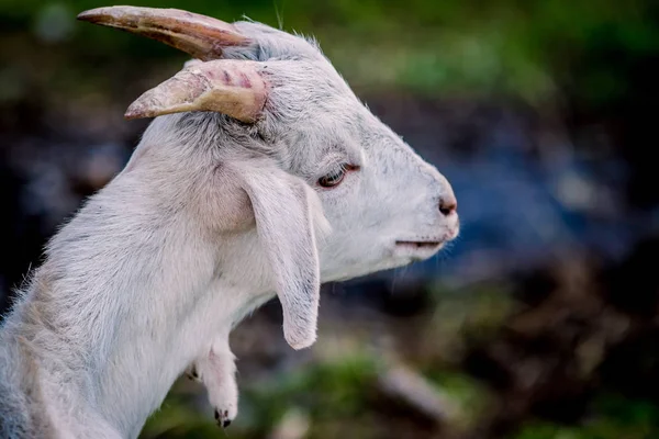 Portre için poz güzel küçük keçi