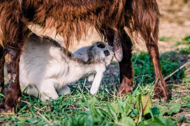 Küçük bir keçi onun anne sütü içiyor