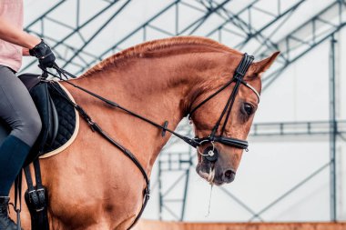 Kırmızı ATI bir fotoğraf için poz