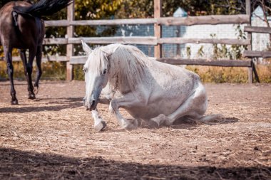 White horse güneşte güneşlenme