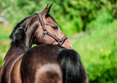 Bir portre için poz güzel kahverengi at