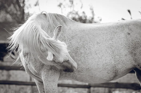 Schönes weißes Pferd gebogener Hals — Stockfoto