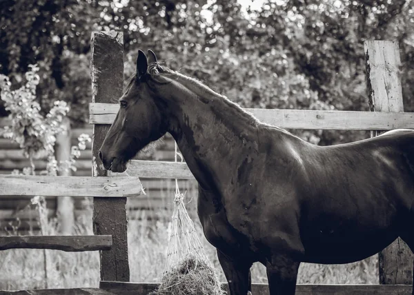 Friese paard poseren voor een foto — Stockfoto