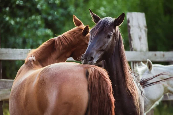 Güzel atlar birbirlerini tırmalamak