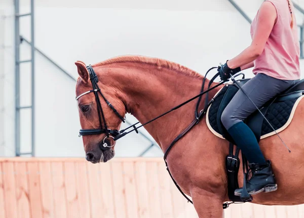 Kırmızı ATI bir fotoğraf için poz