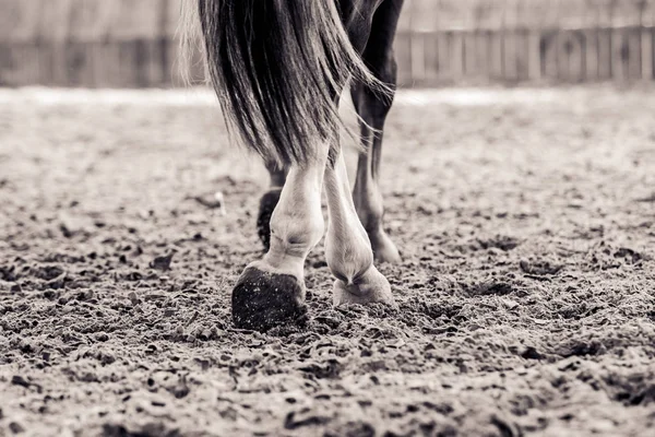 Ноги коня під час роботи на арені — стокове фото