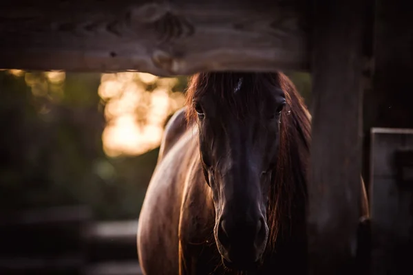Красивая коричневая лошадь позирует для портрета на закате — стоковое фото