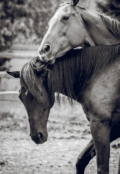 Zwei Pferde weben Umarmungen ein — Stockfoto