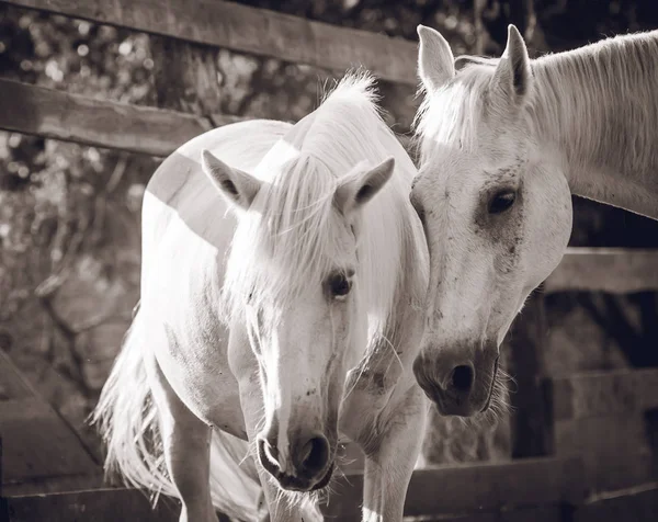 Two white horses posing for a photo at sunset