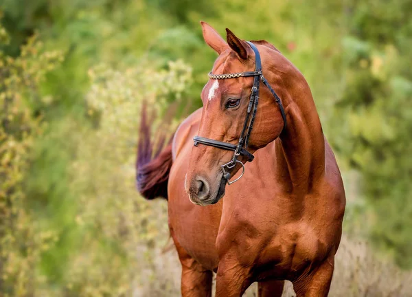 Cavalo vermelho posando para uma foto — Fotografia de Stock