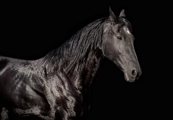 Friese paard poseren voor een portret — Stockfoto