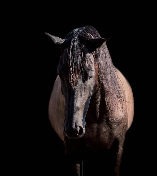 Черная лошадь позирует для портрета на черном фоне — стоковое фото