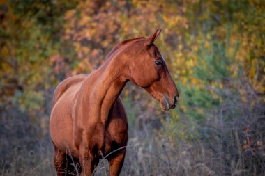 Poz için bir portre sonbahar yaprakları bir arka plan üzerinde kırmızı bir atın